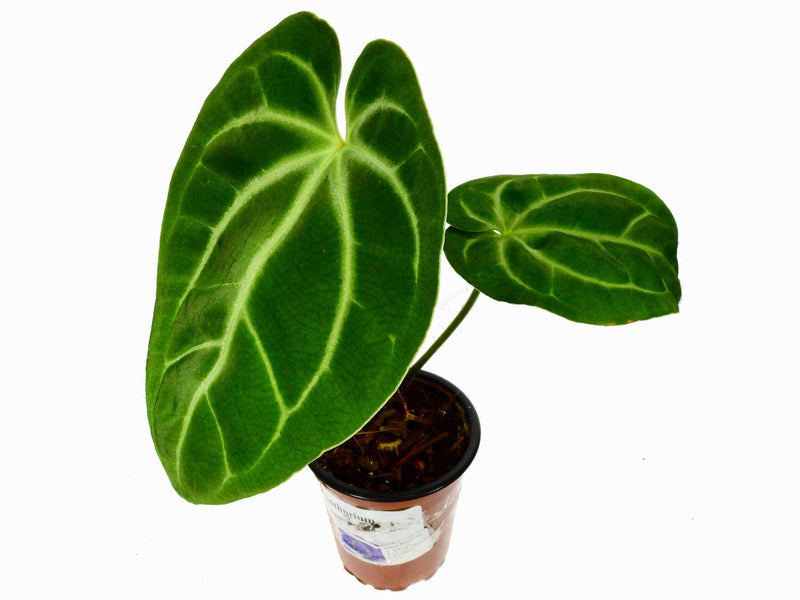 Anthurium besseae cf S