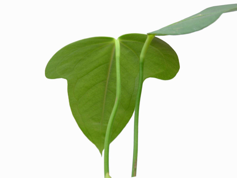 anthurium bomboisence Anthurium bomboizense (medium) — Ecuagenera Europe GmbH