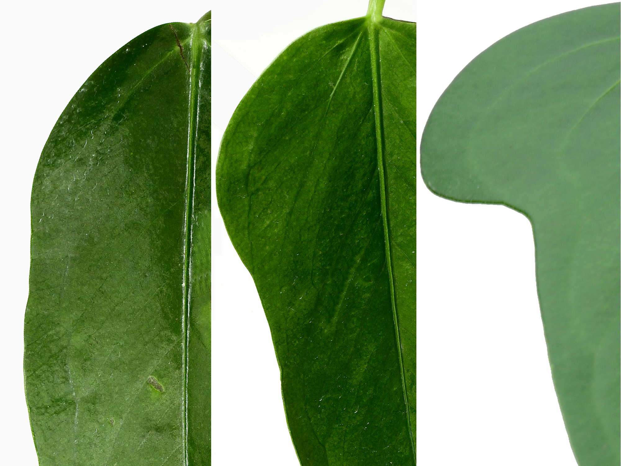 anthurium bomboisence Anthurium bomboizense (medium) — Ecuagenera Europe GmbH
