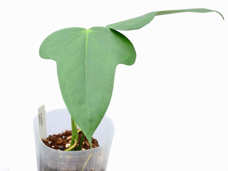 Anthurium bomboizense