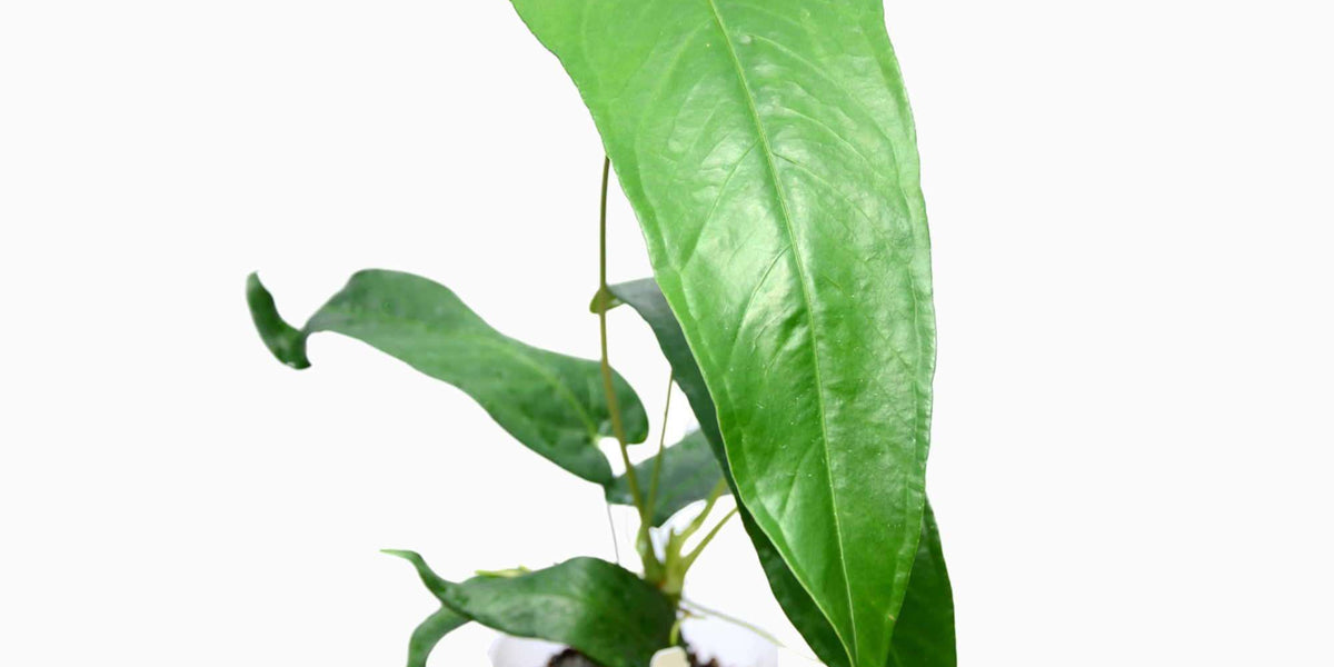 anthurium breviscapum Anthurium breviscapum — Ecuagenera Europe GmbH