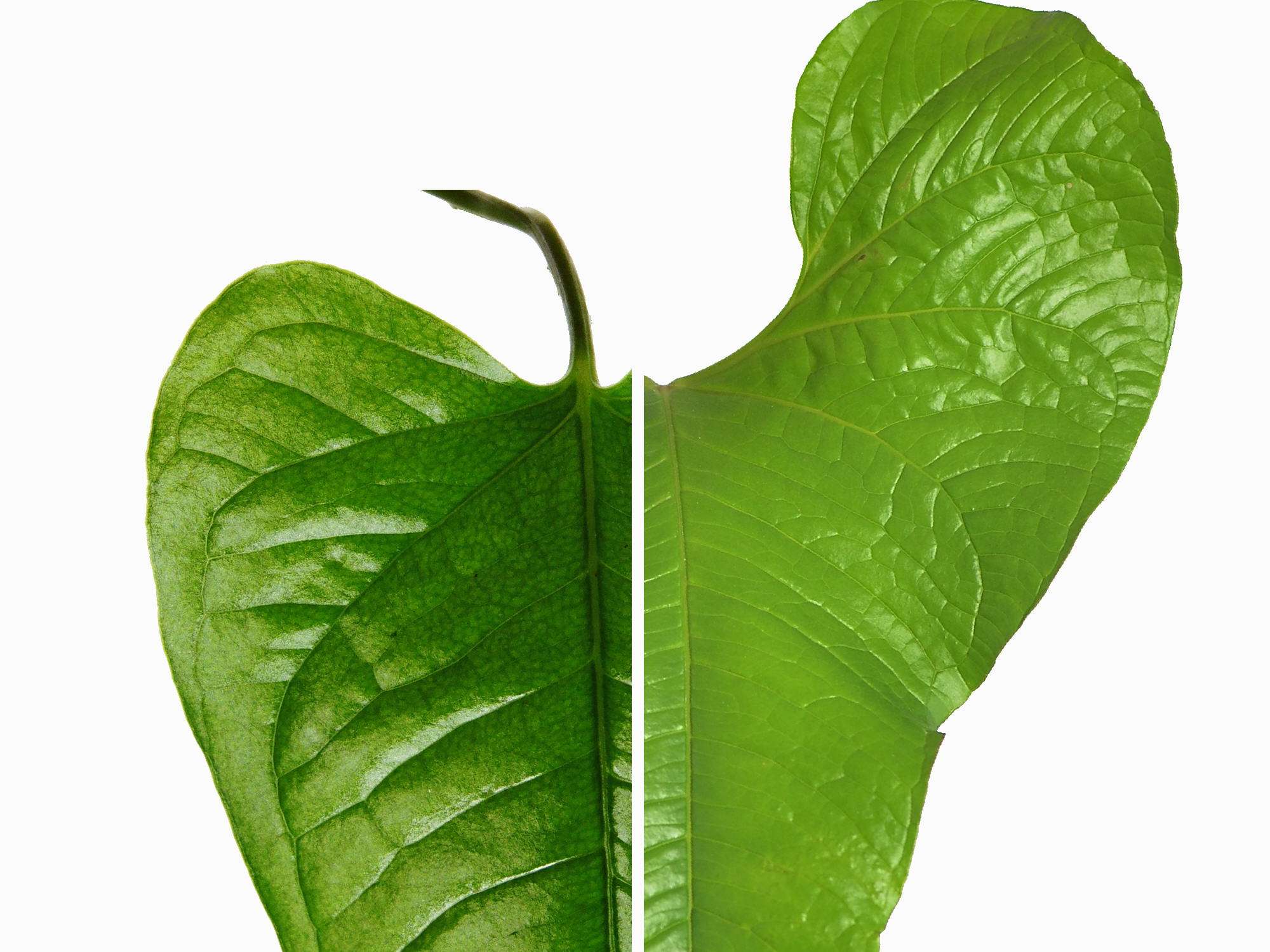 anthurium brownii 5 Anthurium brownii 'No 5' — Ecuagenera Europe GmbH
