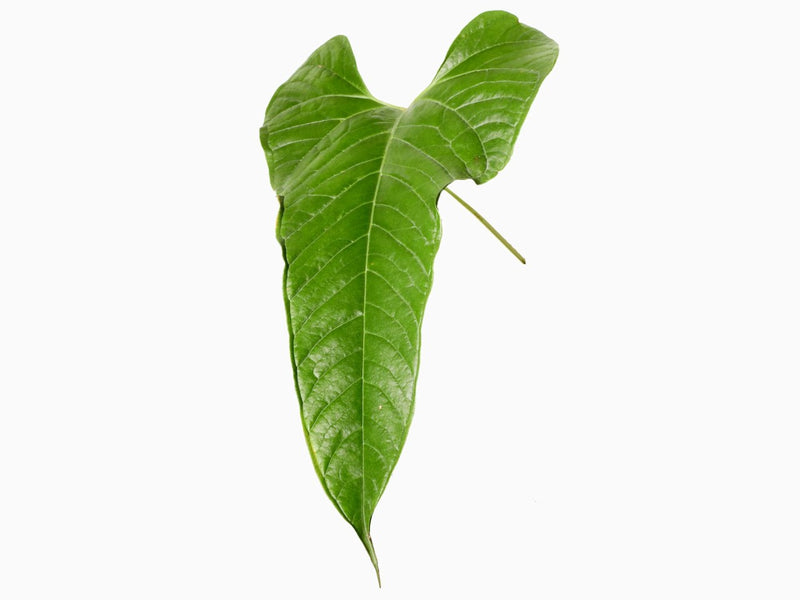 anthurium brownii masters Anthurium brownii 'Tambo' — Ecuagenera Europe GmbH