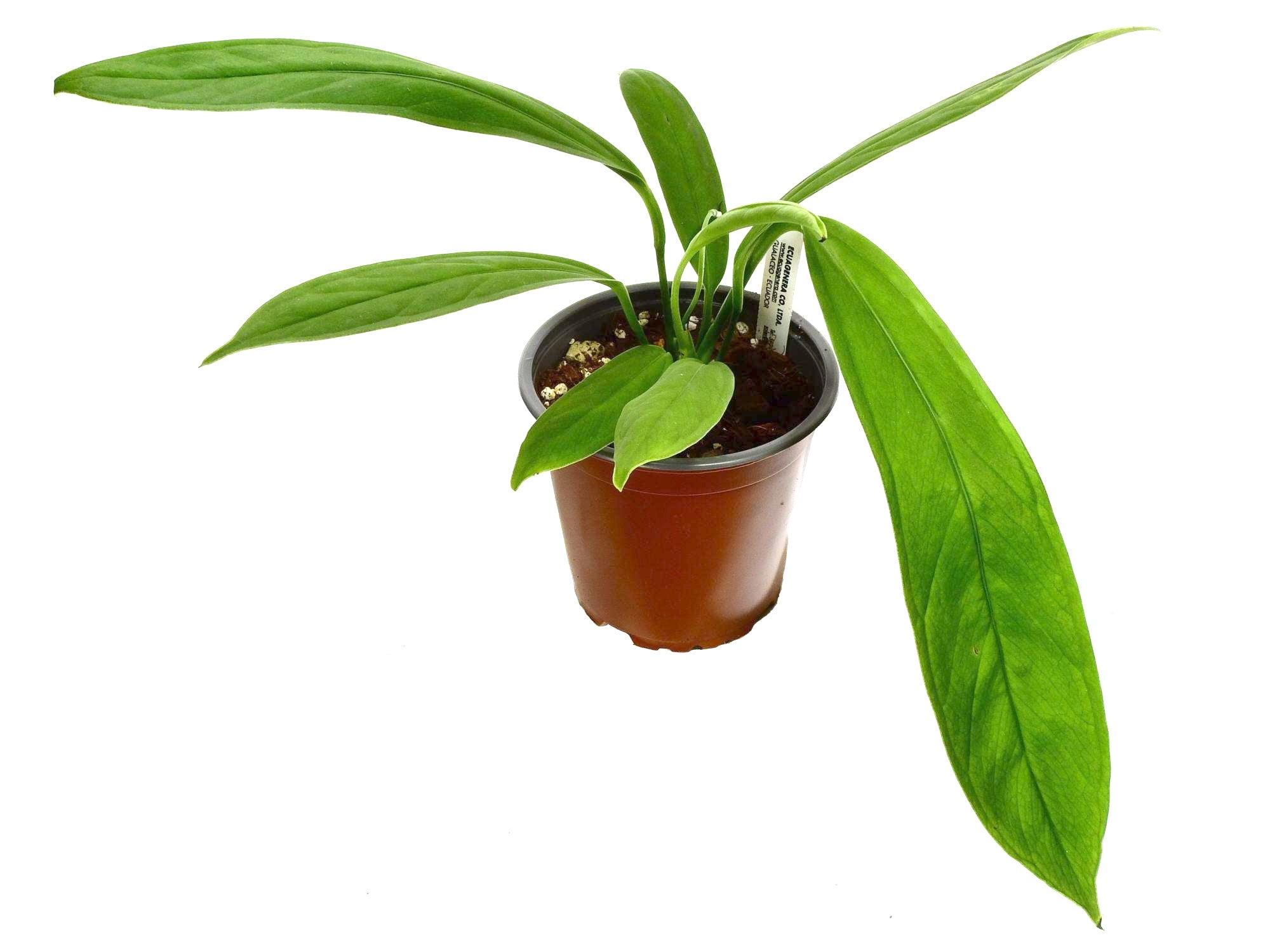 Anthurium ceronii — Ecuagenera Europe GmbH