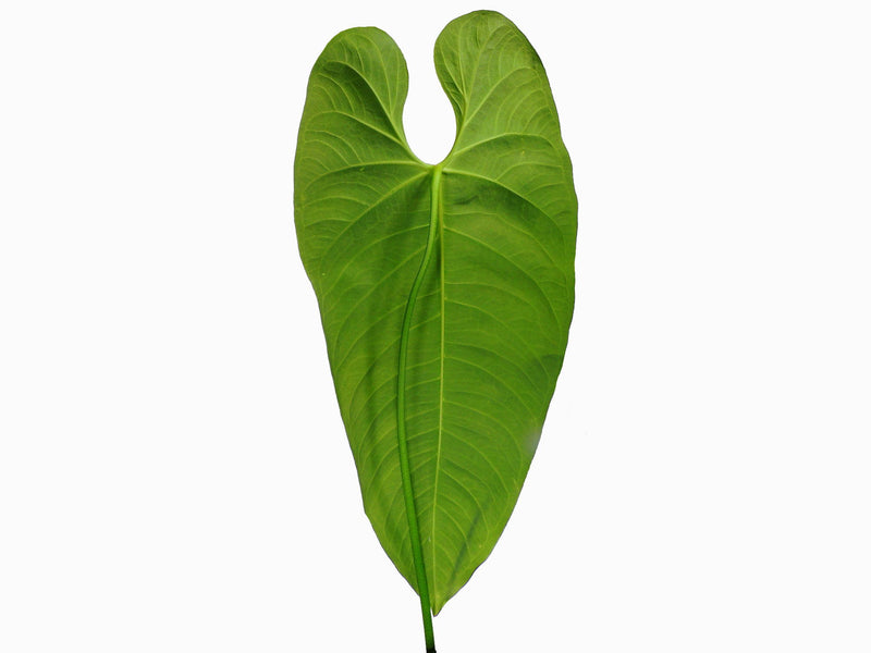 Anthurium cirinoi 'Velvet' XS (5,5cm Topf)
