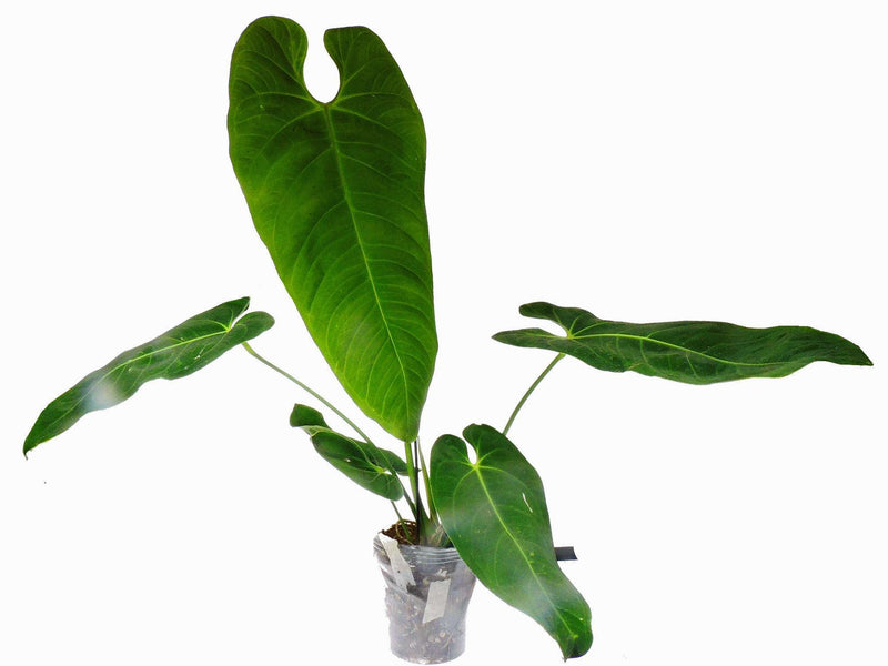 Anthurium cirinoi 'Velvet'