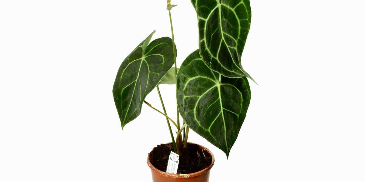 anthurium clarinervium blüte Anthurium clarinervium — Ecuagenera Europe GmbH
