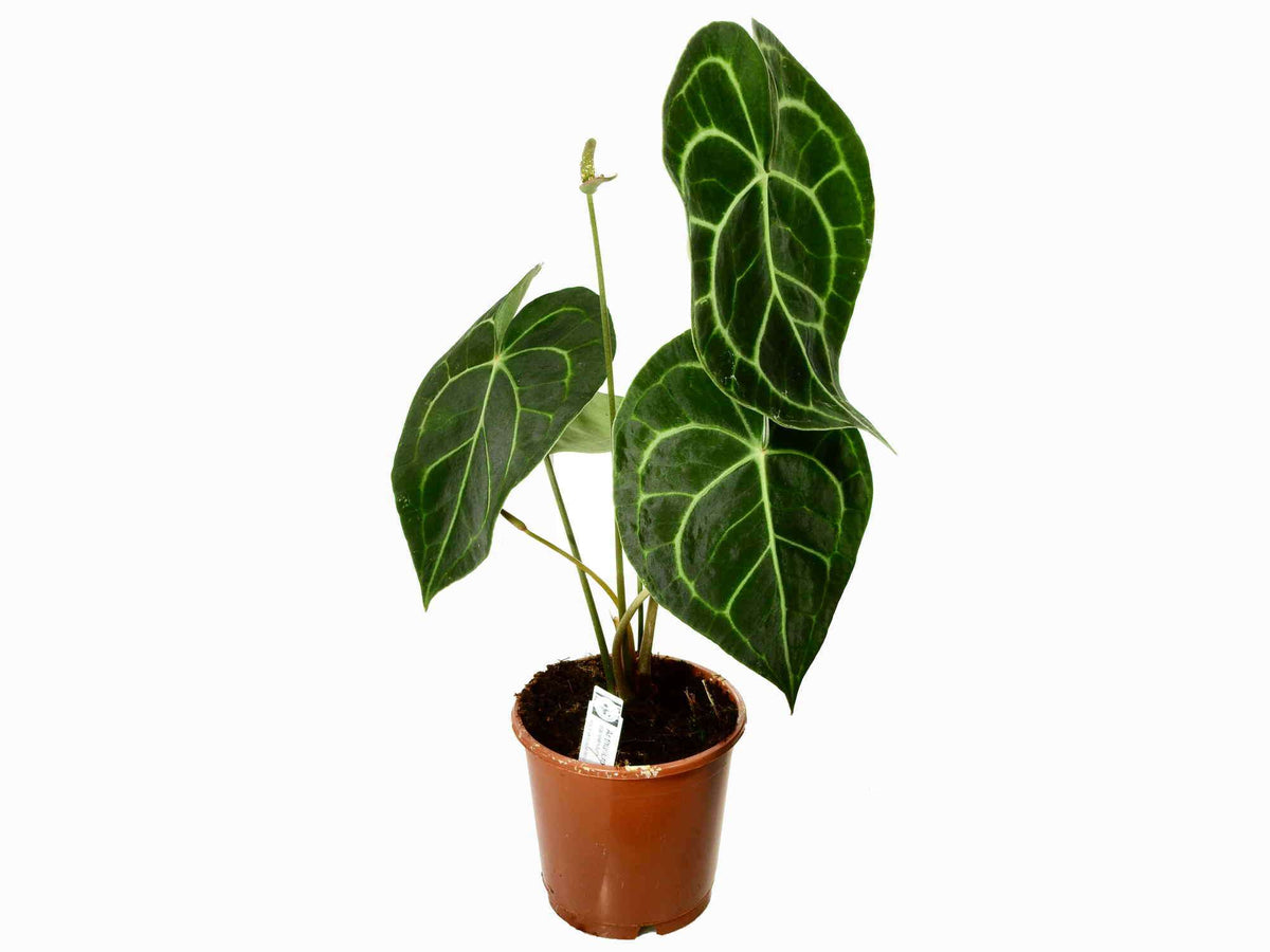 anthurium clarinervium obi Anthurium clarinervium S (Topf 11cm) — Ecuagenera Europe GmbH