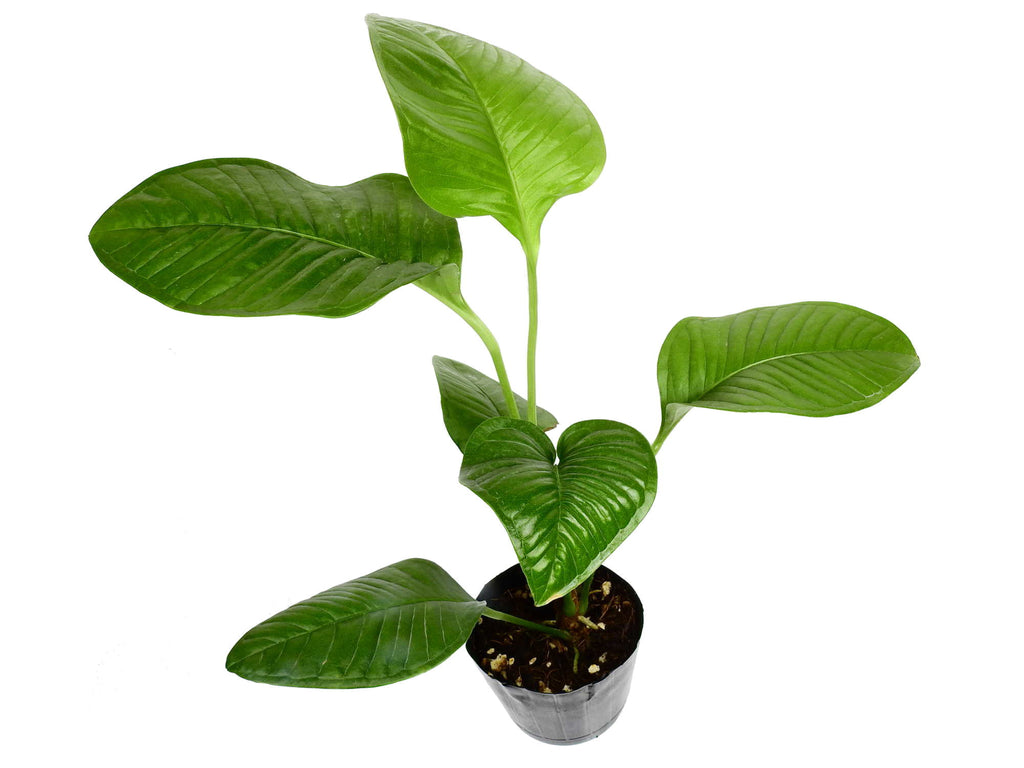 anthurium umbricola Anthurium umbricola (aka compact) — Ecuagenera Europe GmbH