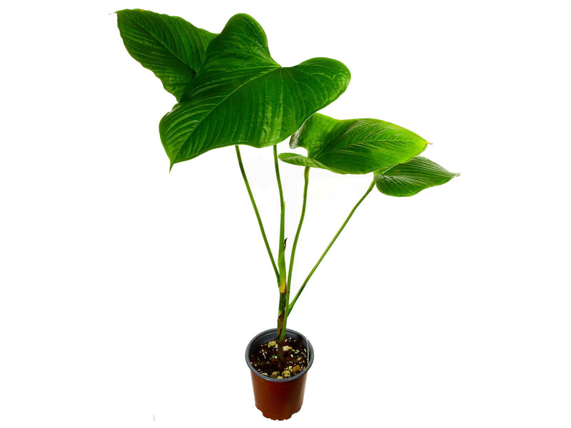 Anthurium cornejoi
