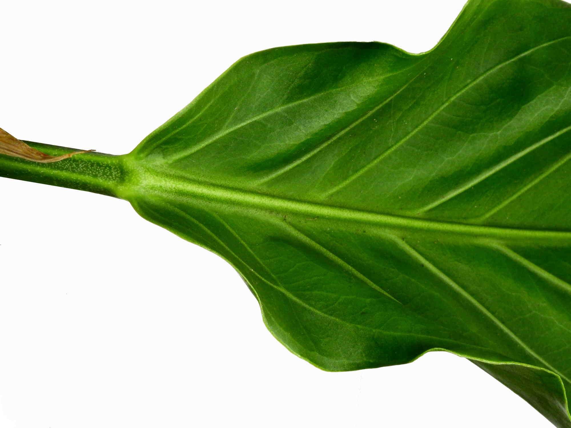 anthurium crassinervium var crispimarginatum Anthurium plowmanii — Ecuagenera Europe GmbH