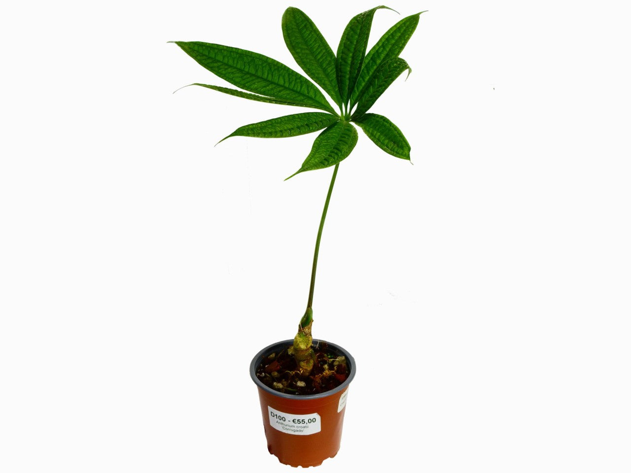 Anthurium croatii 'Corrugado' — Ecuagenera Europe GmbH