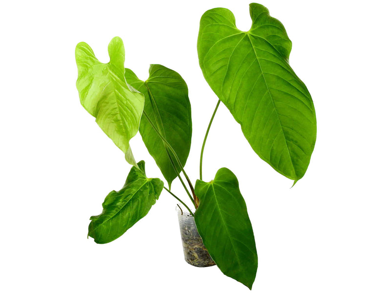 Anthurium cupulispathum 'Green Sinus'