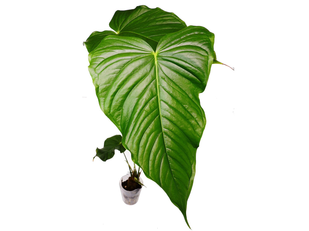 Anthurium cuspidatum — Ecuagenera Europe GmbH