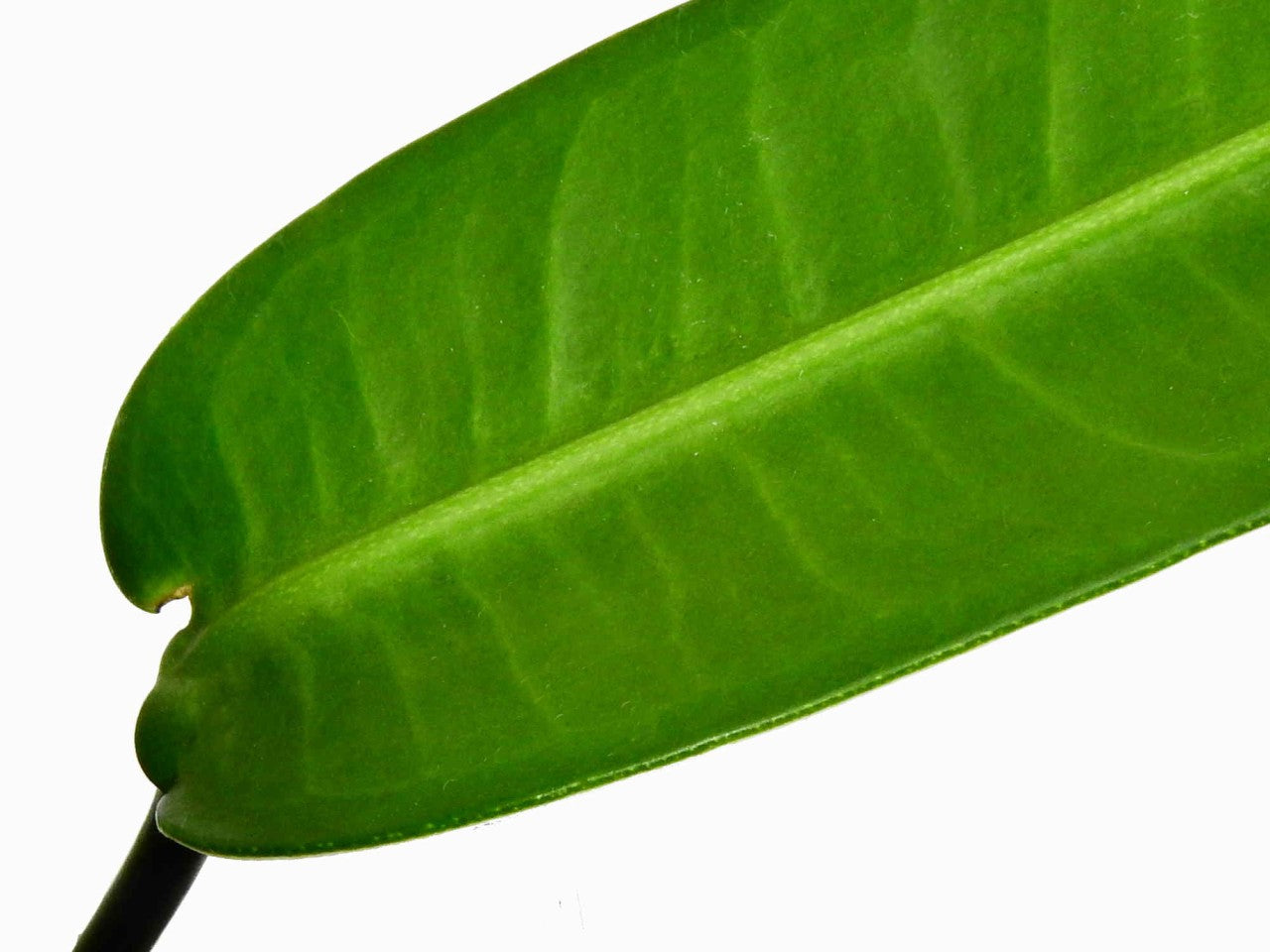 anthurium debilipeltatum Anthurium debilipeltatum — Ecuagenera Europe GmbH