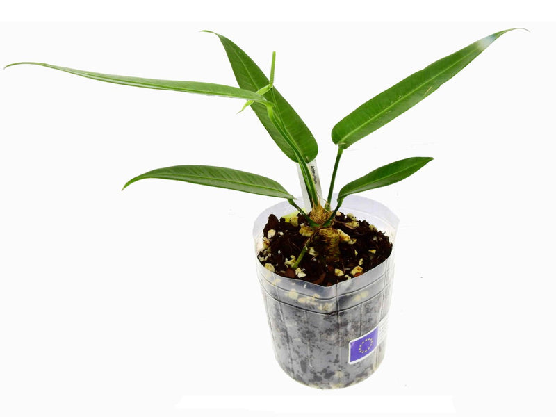 Anthurium debilipeltatum