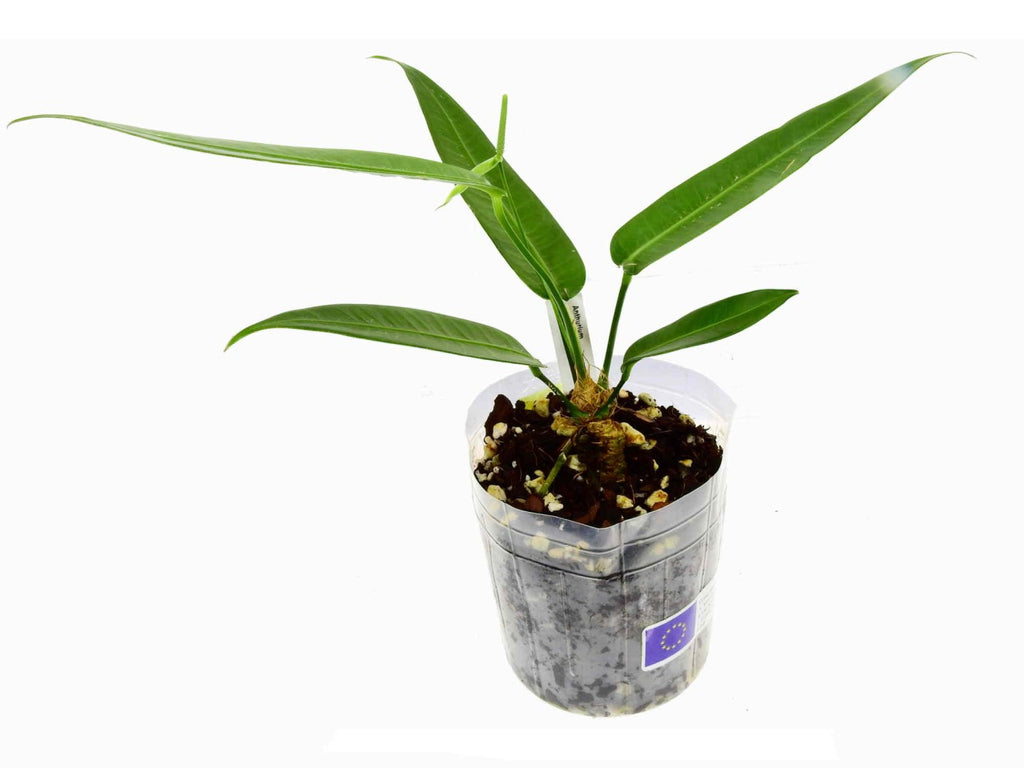 anthurium peltatum Anthurium debilipeltatum — Ecuagenera Europe GmbH
