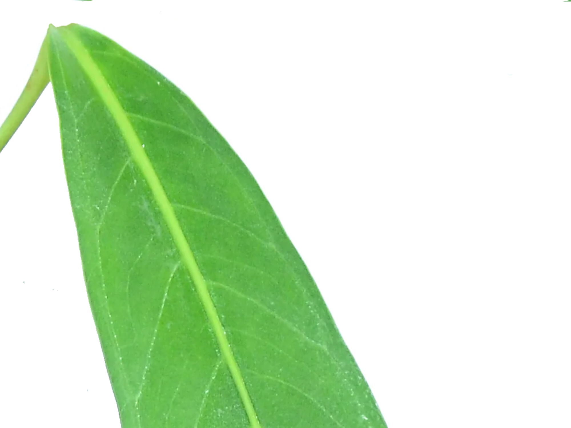 anthurium decurrens Anthurium decurrens — Ecuagenera Europe GmbH