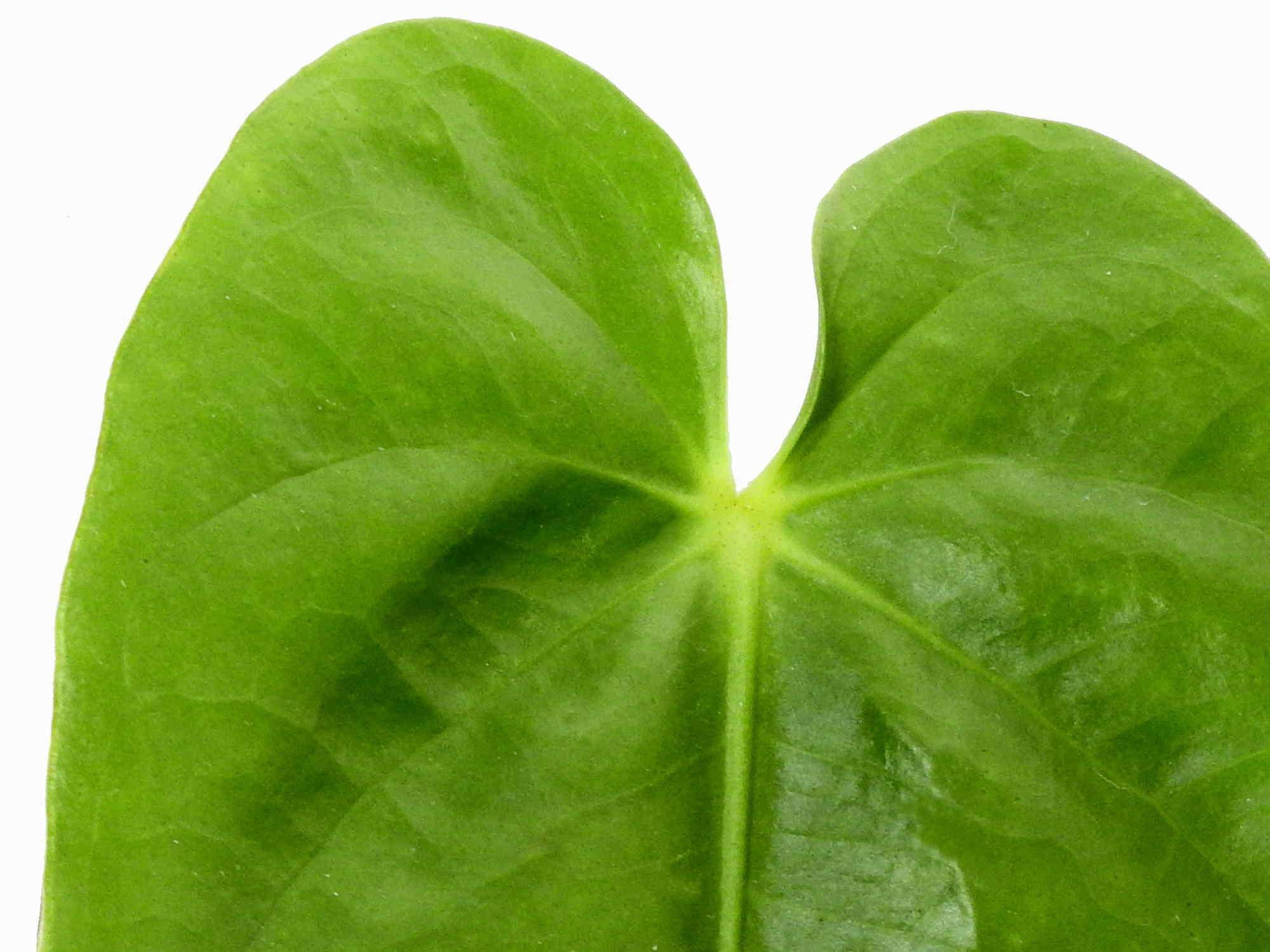 anthurium delannayi Anthurium delannayi — Ecuagenera Europe GmbH