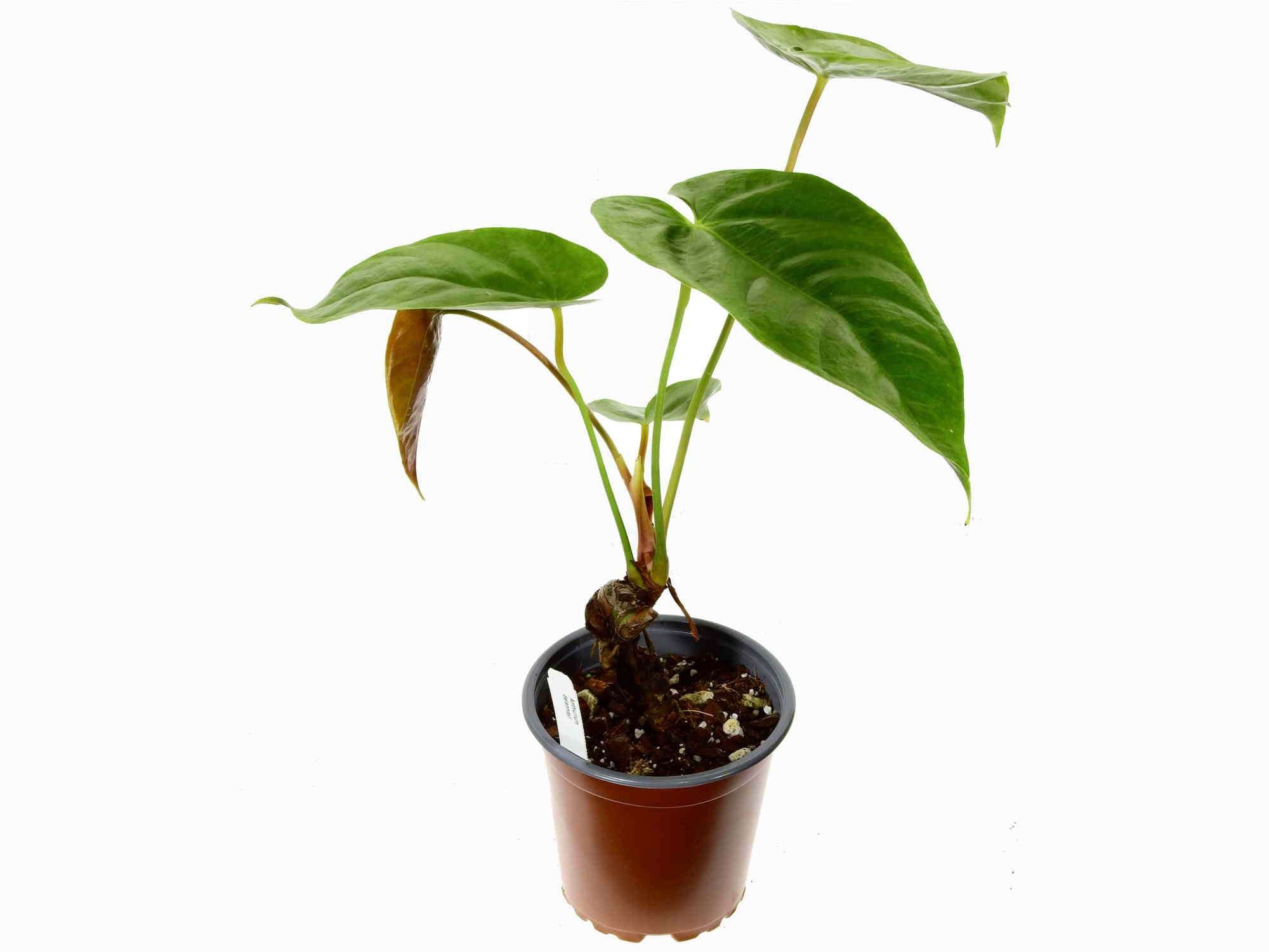 anthurium delannayi Anthurium delannayi — Ecuagenera Europe GmbH