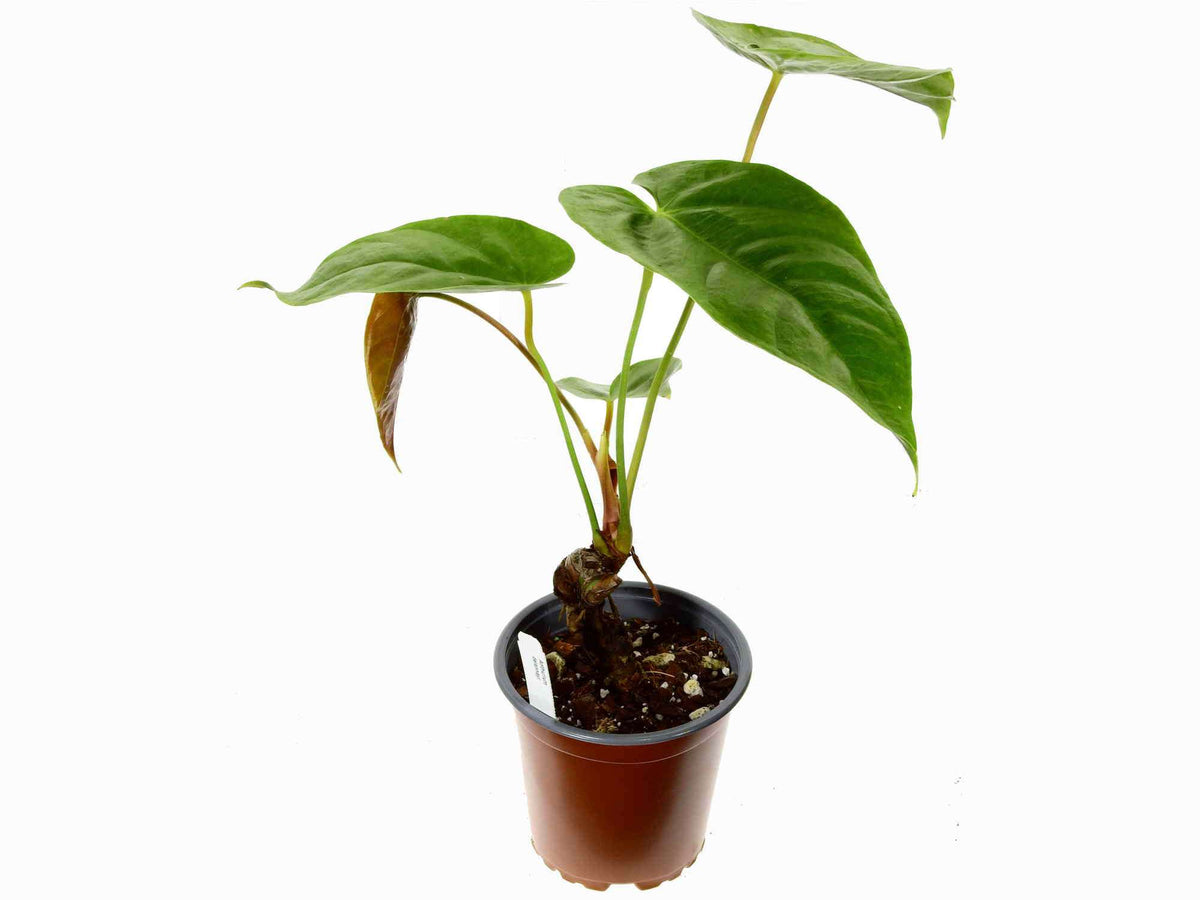 anthurium delannayi Anthurium delannayi — Ecuagenera Europe GmbH