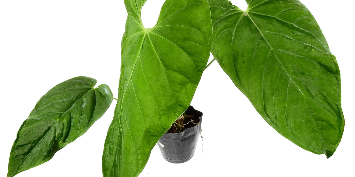 anthurium dolichostachyum Anthurium dolichostachyum — Ecuagenera Europe GmbH