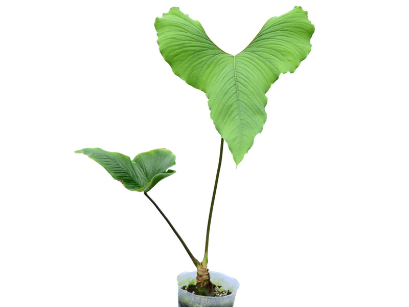 Anthurium draconopterum 'Camaniense'