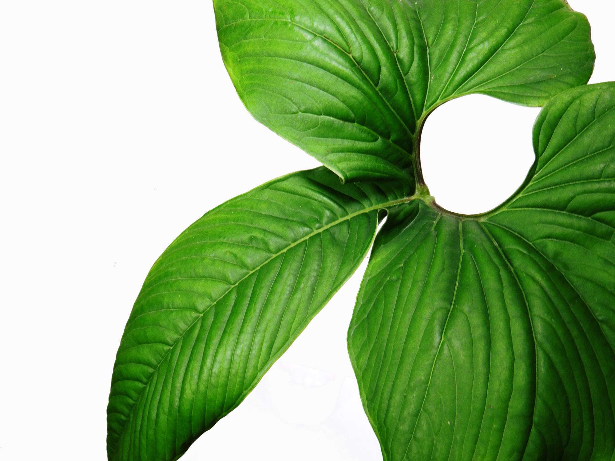 anthurium draconepterum Anthurium draconopterum — Ecuagenera Europe GmbH