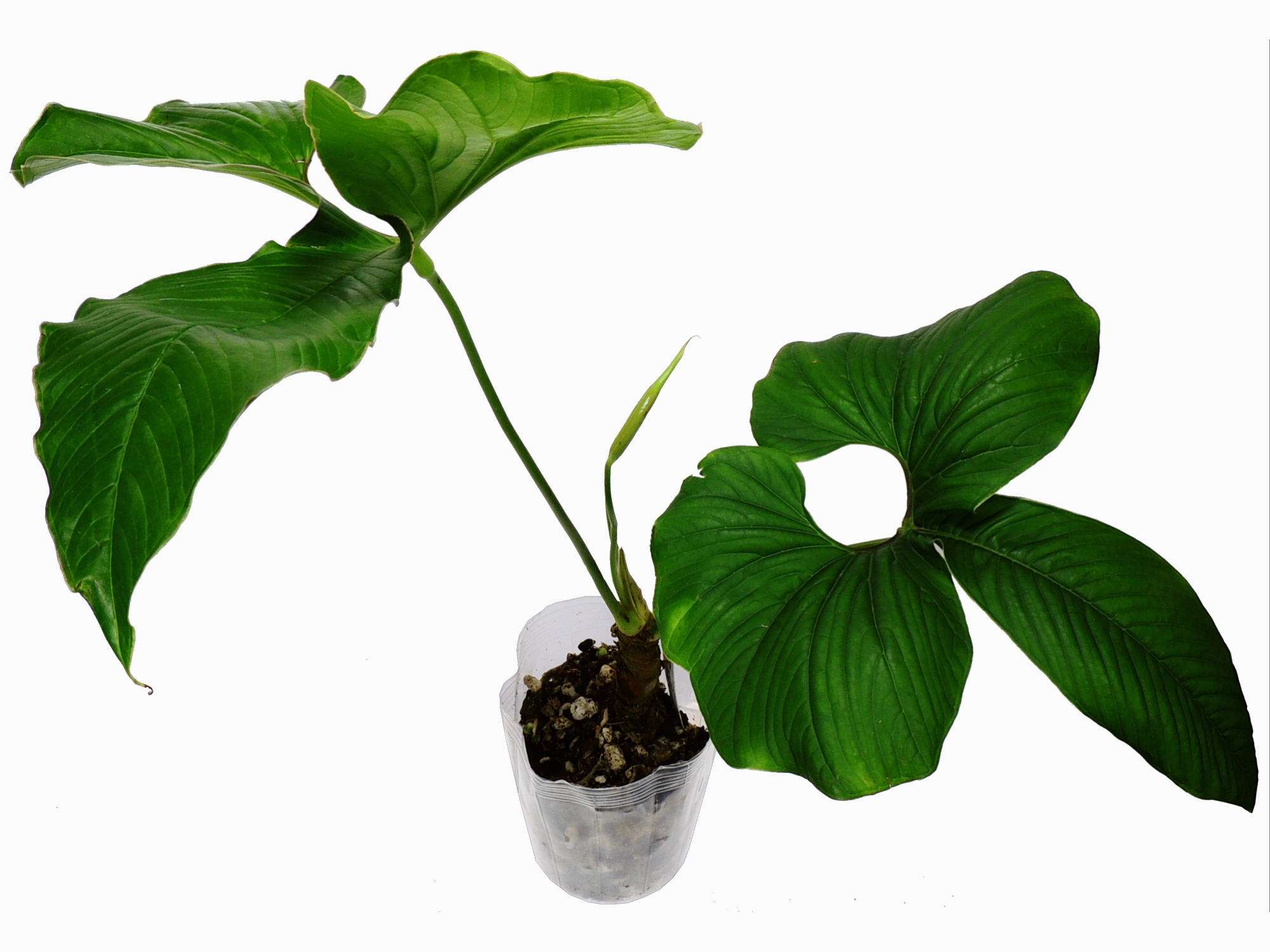 anthurium draconopterum Anthurium draconopterum s — Ecuagenera Europe GmbH