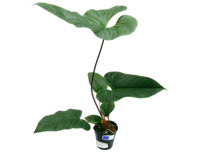anthurium effusilobum Anthurium effusilobum — Ecuagenera Europe GmbH