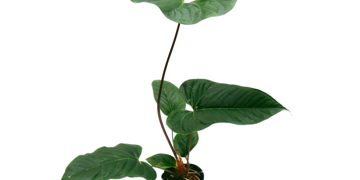 Anthurium effusilobum — Ecuagenera Europe GmbH