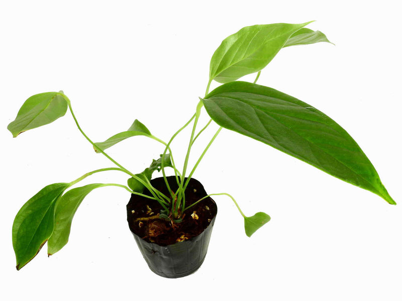 Anthurium effusilobum (Sämlinge)