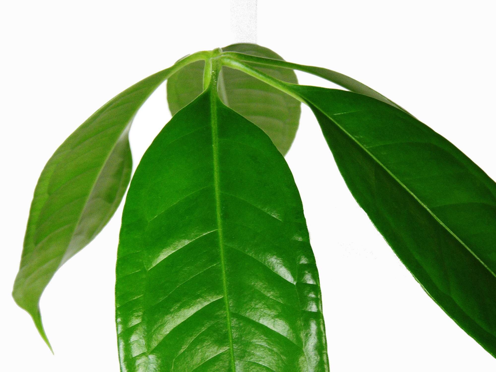 anthurium eminens Anthurium eminens — Ecuagenera Europe GmbH