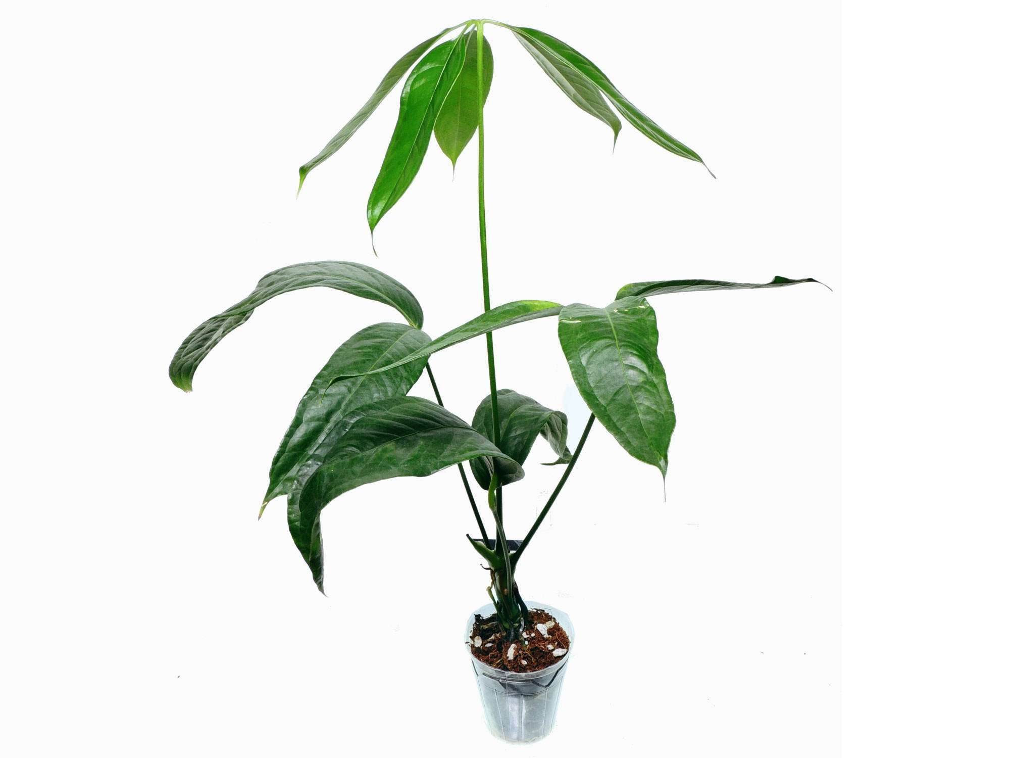 anthurium eminens Anthurium eminens — Ecuagenera Europe GmbH