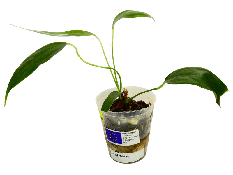 Anthurium eminens S