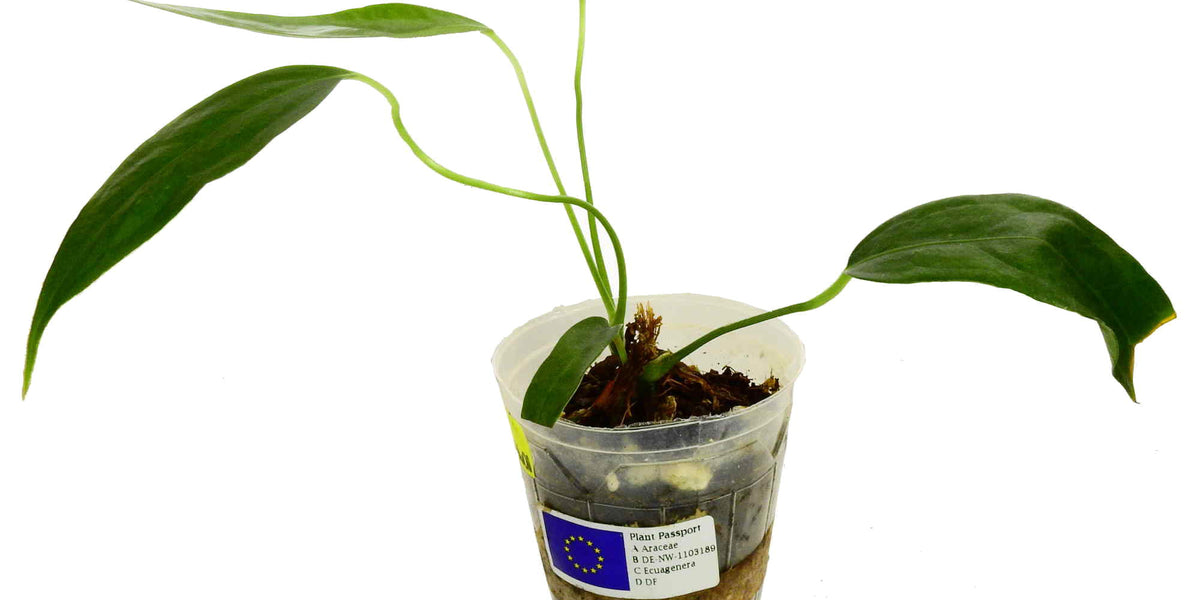 anthurium eminens Anthurium eminens S — Ecuagenera Europe GmbH