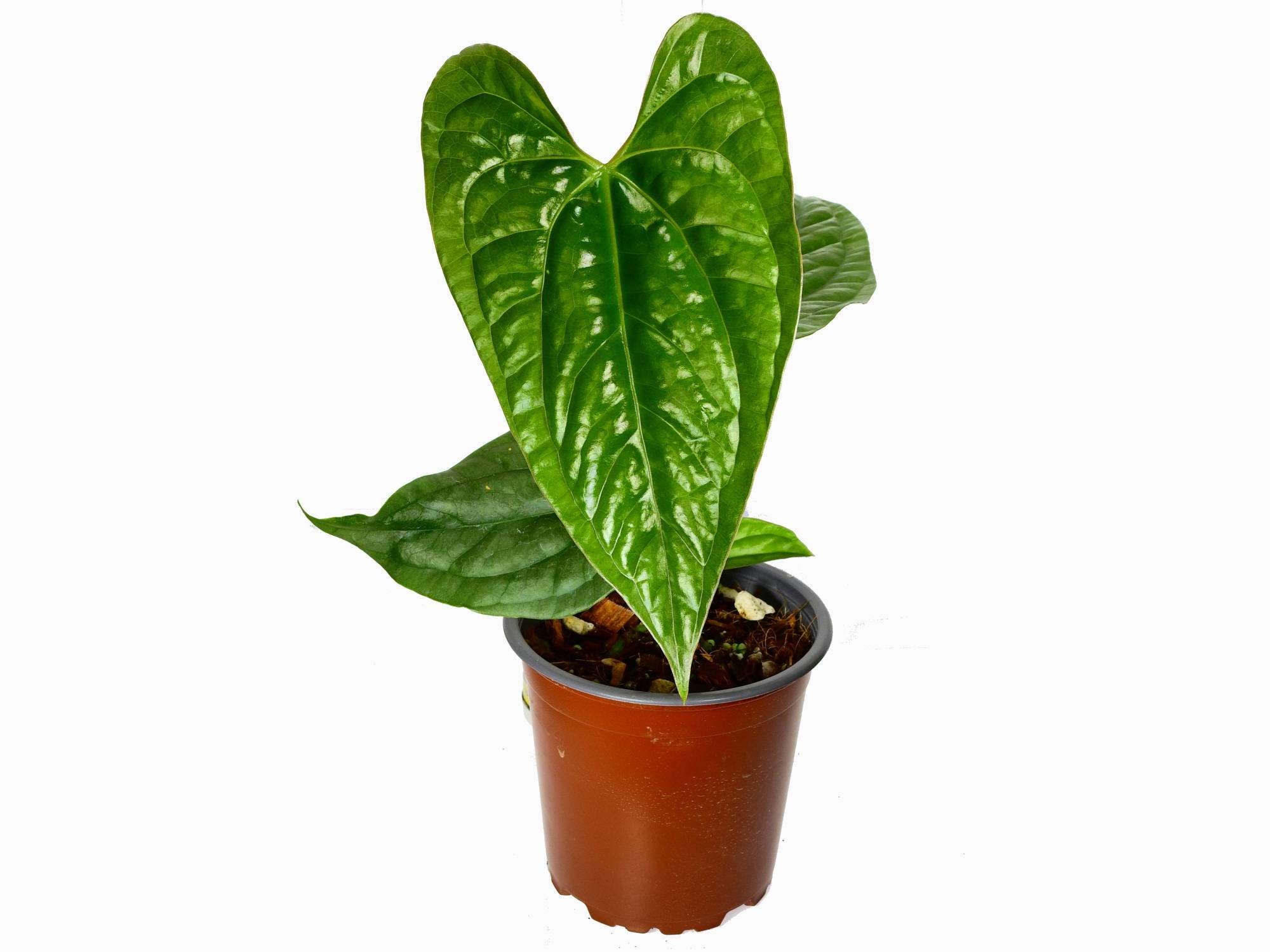 Anthurium Esmeralda Luxury — Ecuagenera Europe GmbH