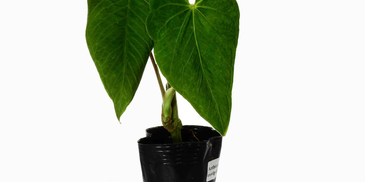 Anthurium exstipulatum — Ecuagenera Europe GmbH
