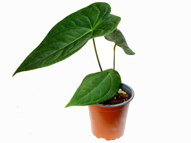 Anthurium Amazon Joy