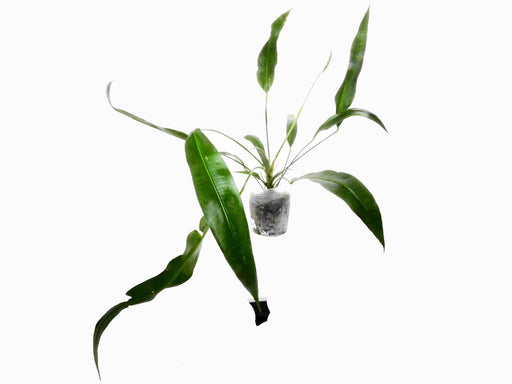 anthurium fornicifolium Anthurium fornicifolium — Ecuagenera Europe GmbH