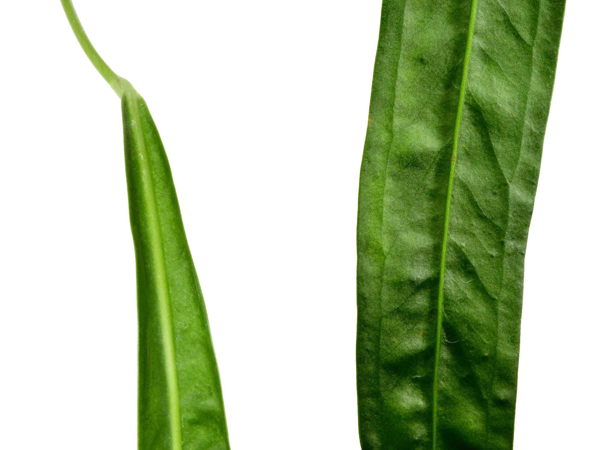 anthurium gladiifolium Anthurium gladiifolium — Ecuagenera Europe GmbH