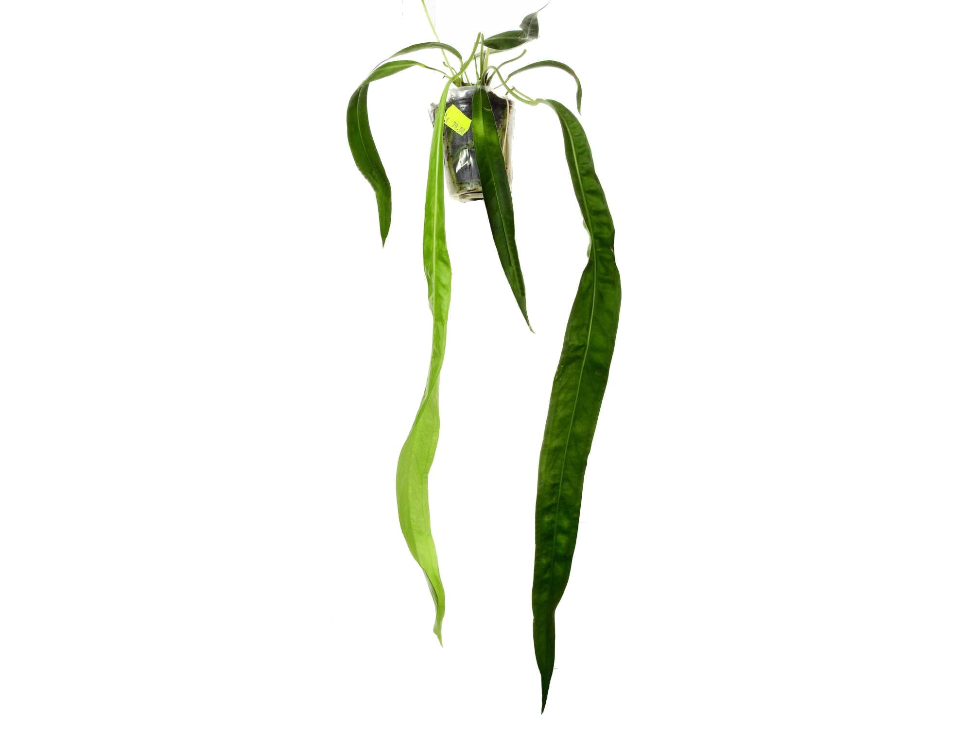 anthurium gladiifolium Anthurium gladiifolium — Ecuagenera Europe GmbH