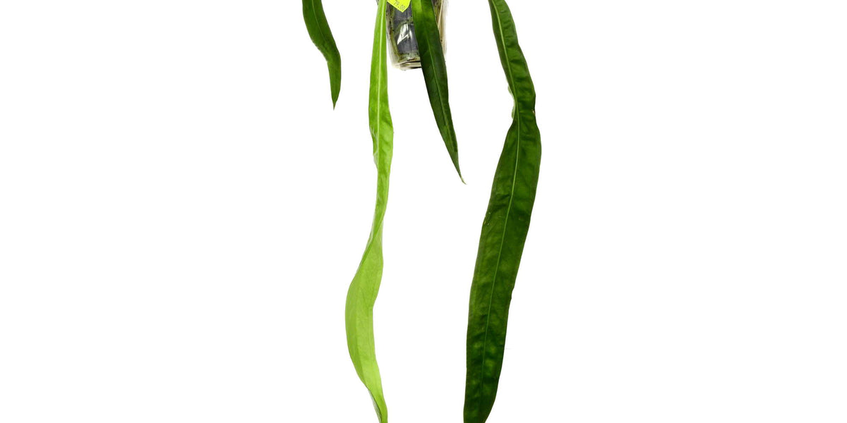 anthurium gladiifolium Anthurium gladiifolium — Ecuagenera Europe GmbH
