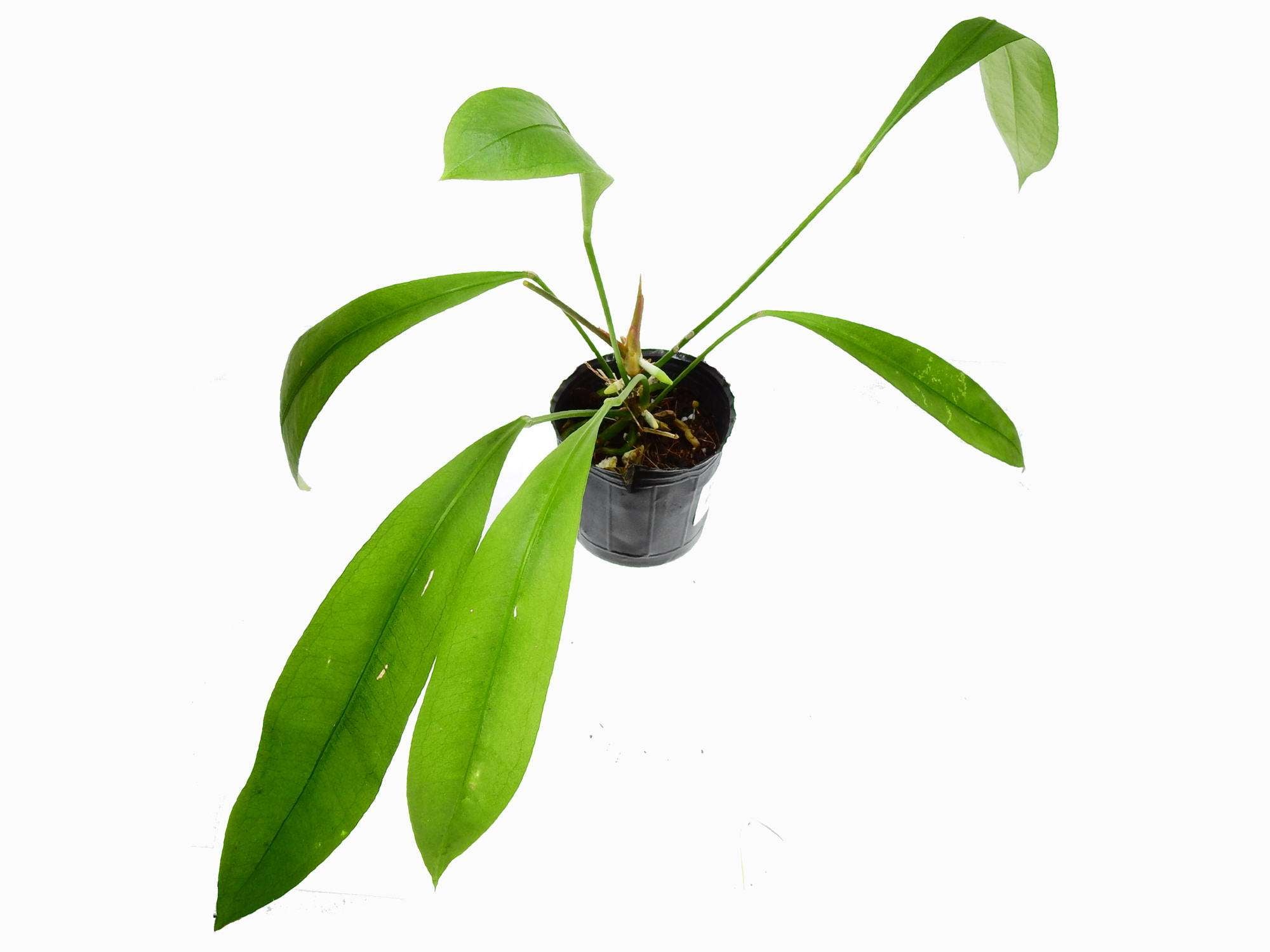 Anthurium gracile — Ecuagenera Europe GmbH
