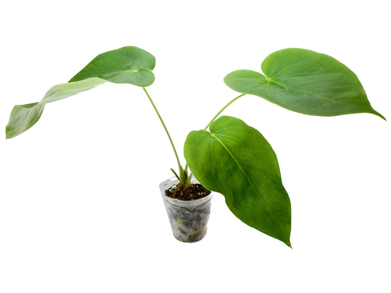 Anthurium gustavii