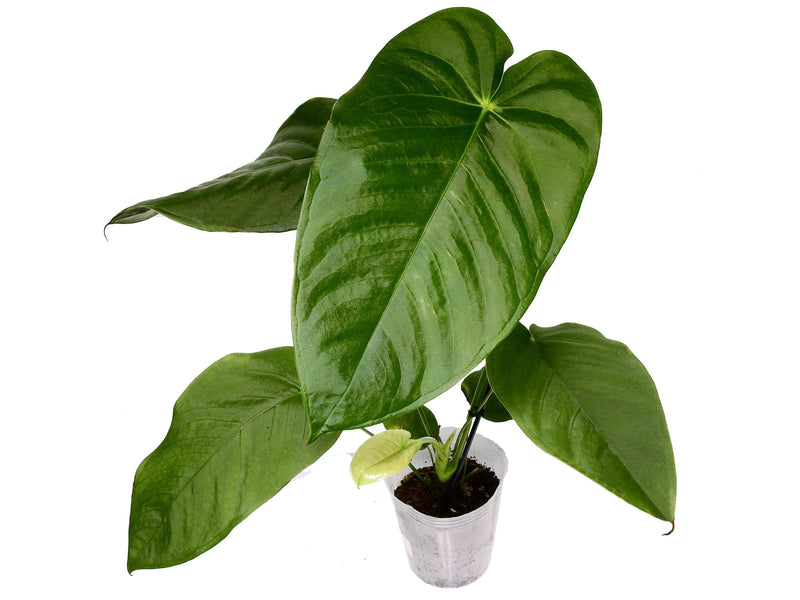 anthurium gymnopus 4 Anthurium gymnopus 'No.3' — Ecuagenera Europe GmbH