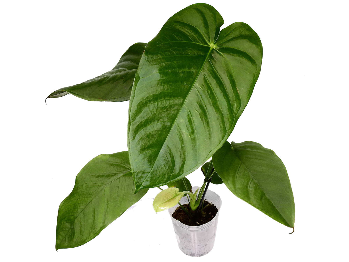 anthurium gymnopus Anthurium gymnopus 'No.3' — Ecuagenera Europe GmbH