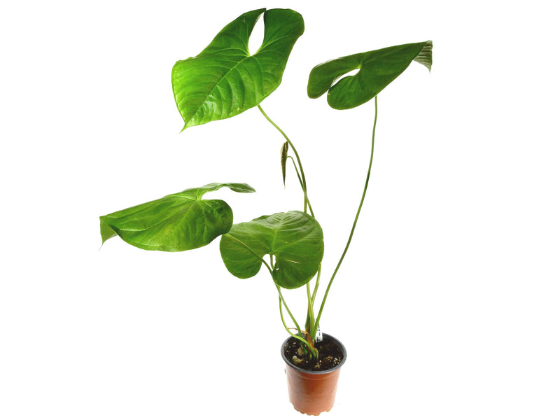 Anthurium gymnopus 'Purple'