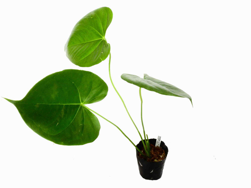 Anthurium huixtlense