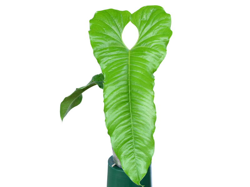 Anthurium ivanportillae